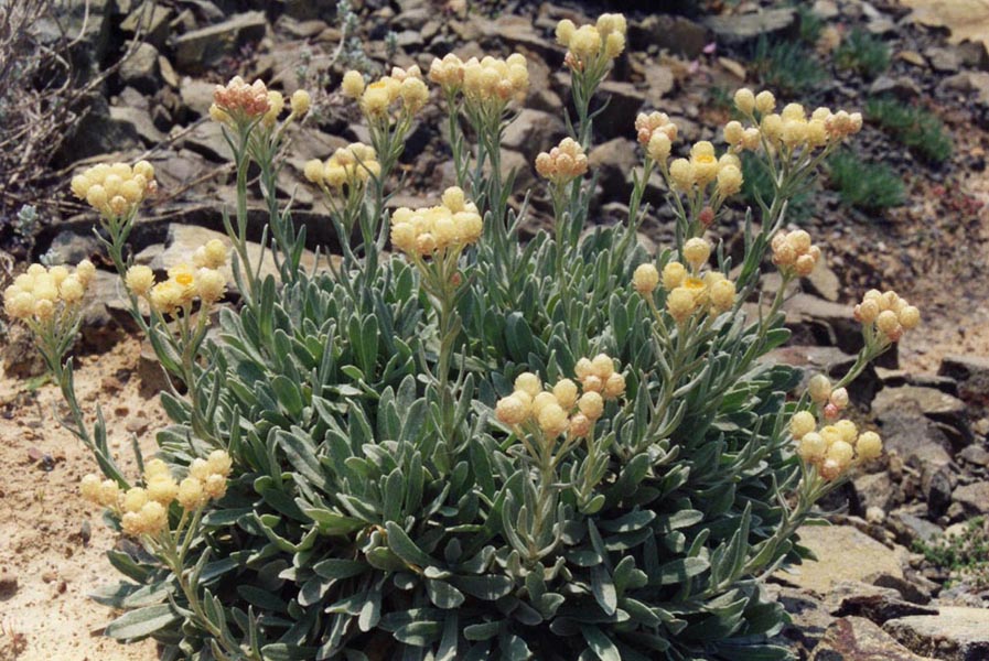 Helichrysum orientale 5